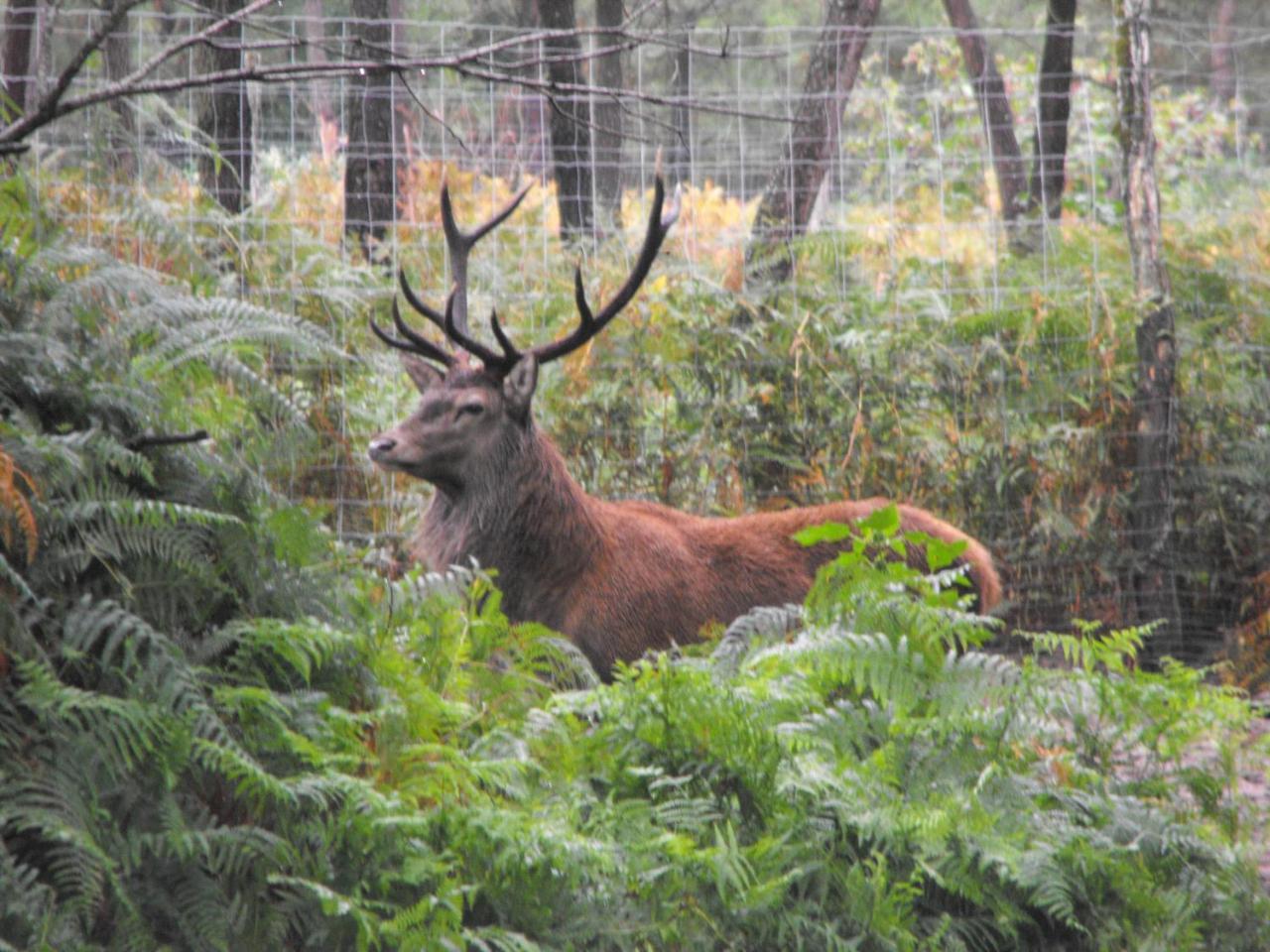Cabane Des Cerfs Allons  Екстер'єр фото