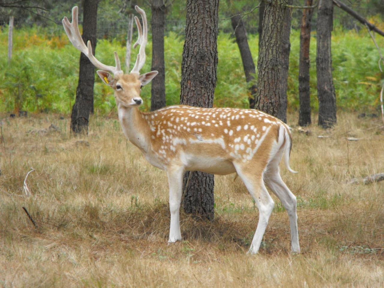Cabane Des Cerfs Allons  Екстер'єр фото
